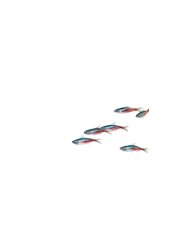 Peces IV