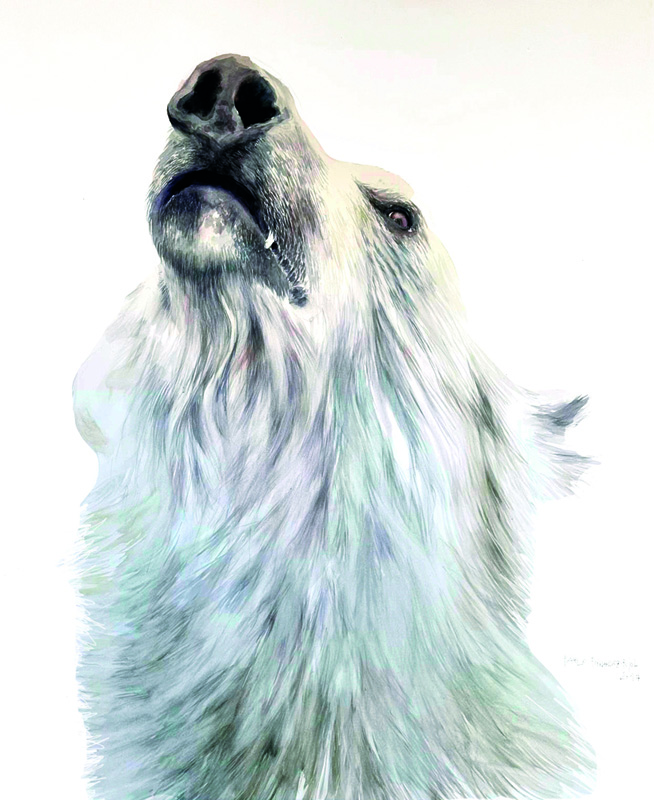 Oso