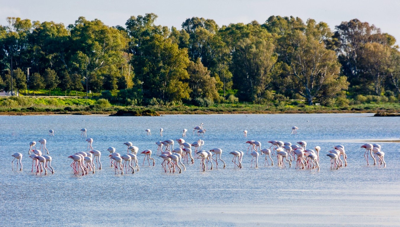 Flamencos en el Parque Natural Bahia de Cadiz - San Fernando - Antonio Tapia