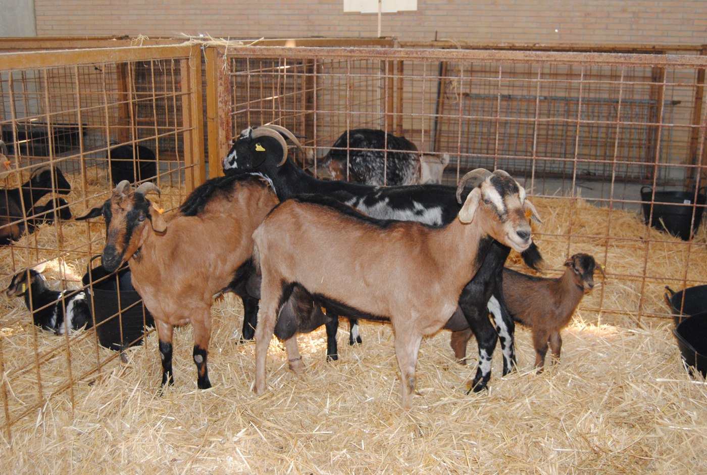 cabras payoyas en Fegasur