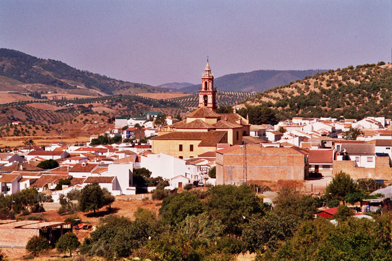 AceiteAlgodonales4