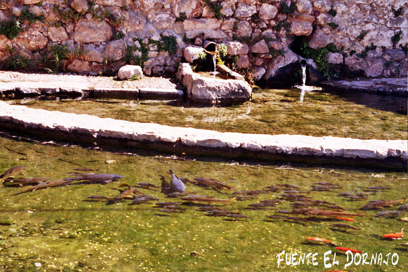 FuentesAlgodonales4