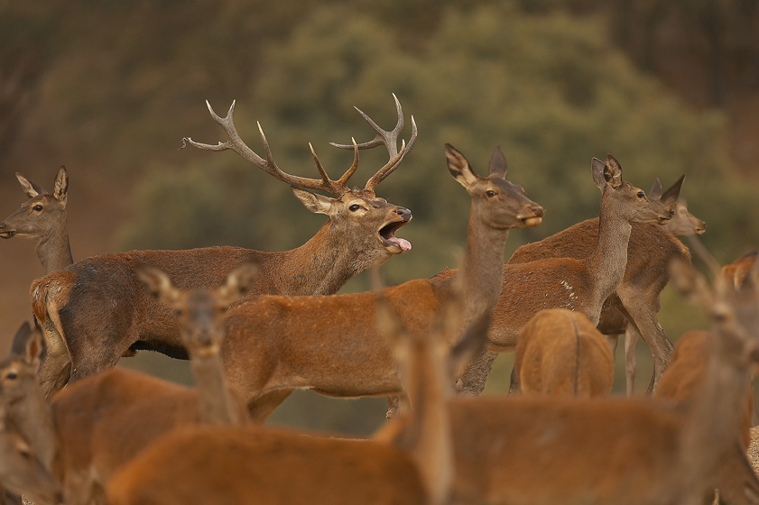 Ciervos