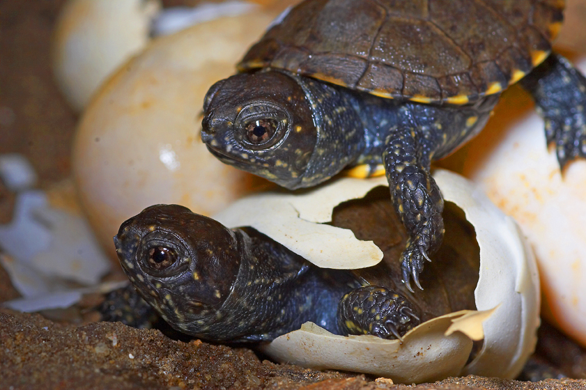 Galapago--Europeo-crias