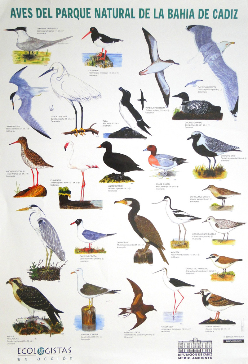 aves_bahia_cadiz