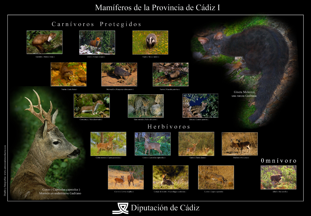 mamiferosI