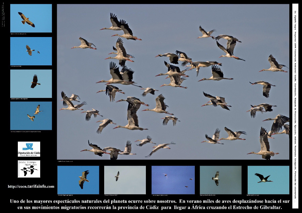 movimientos_migratorios