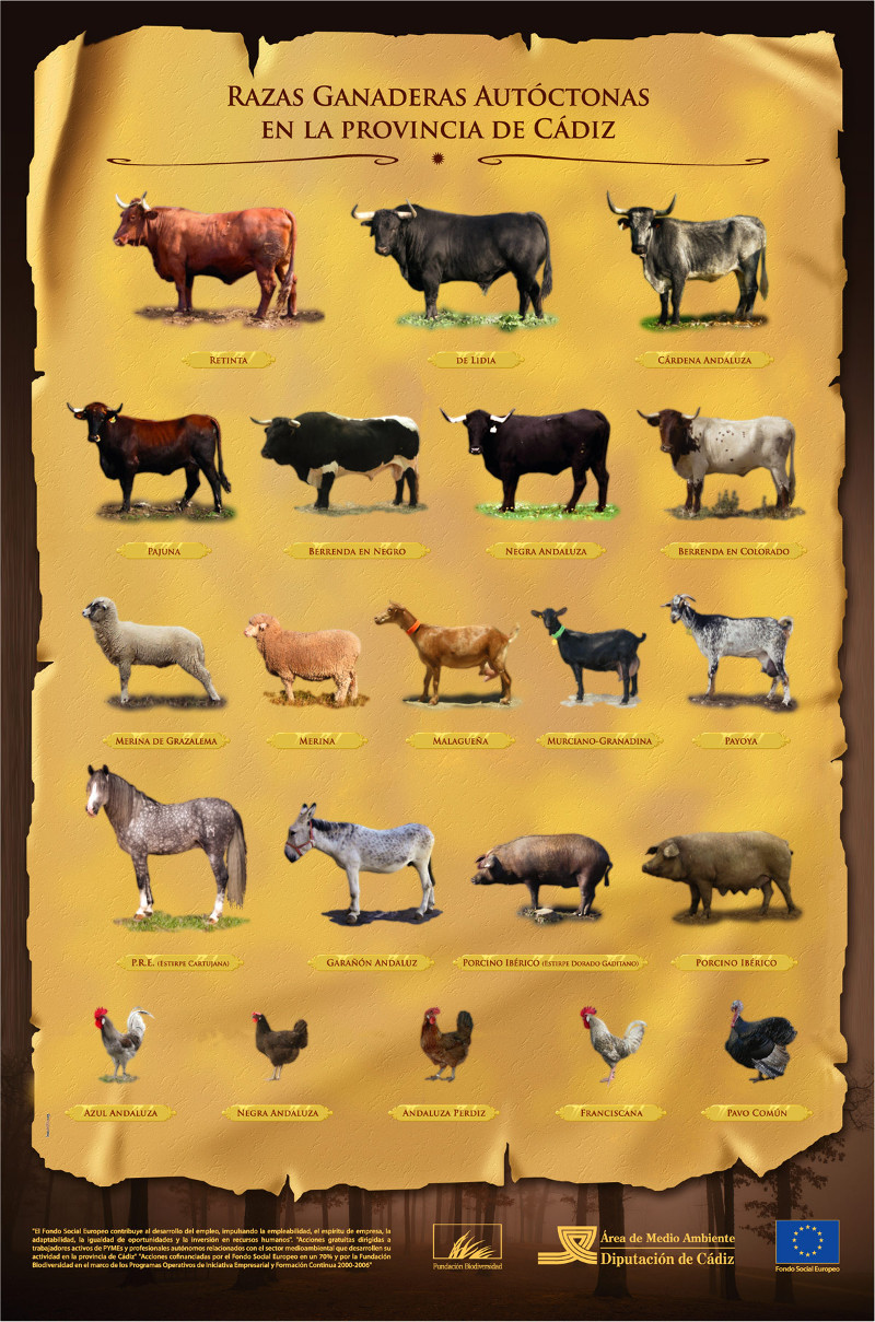 razas_ganaderas_autoctonas