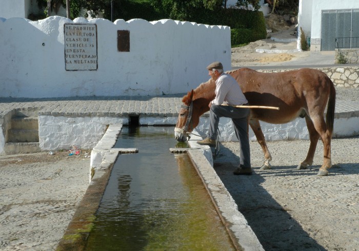 19_Algodonales_fuente_mulo