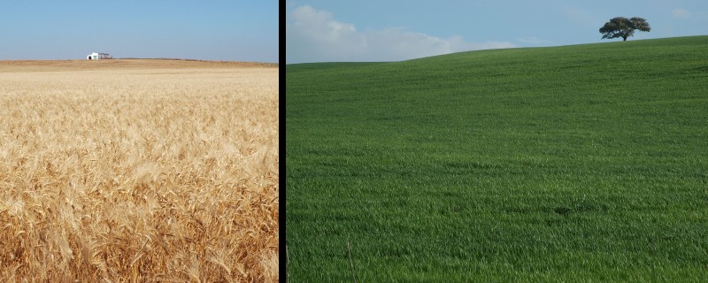 40_Trigales_oro_verde