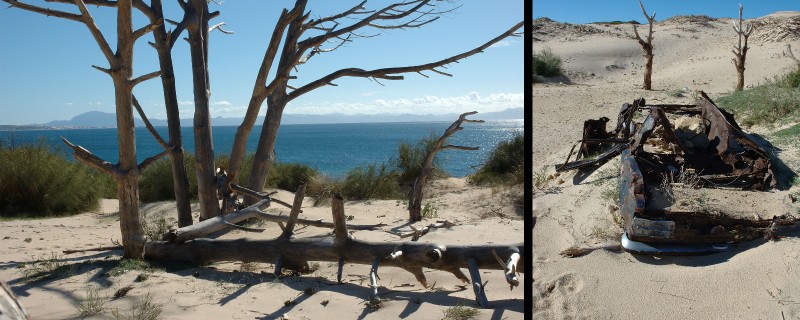 46_Arboles_secos_cohe