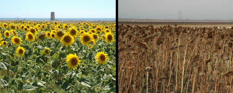 47_Conil_girasoles_doble