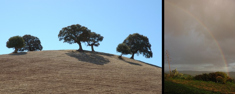 55_Acebuche_Arcoiris