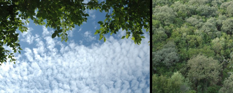 56_Cielo_y_bosque