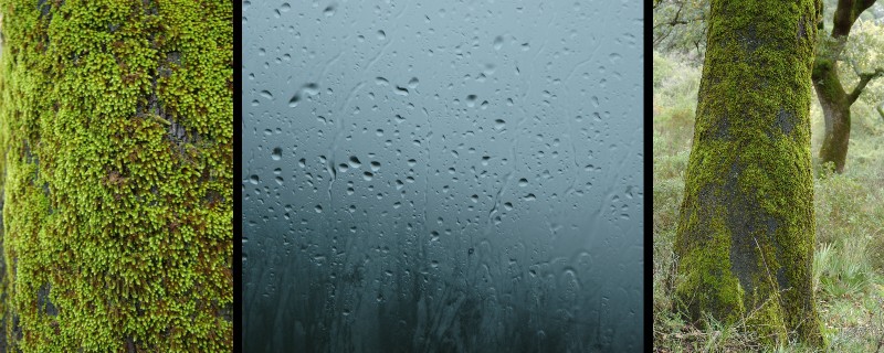 61_Musgo_Lluvia