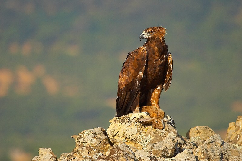 aguila_real