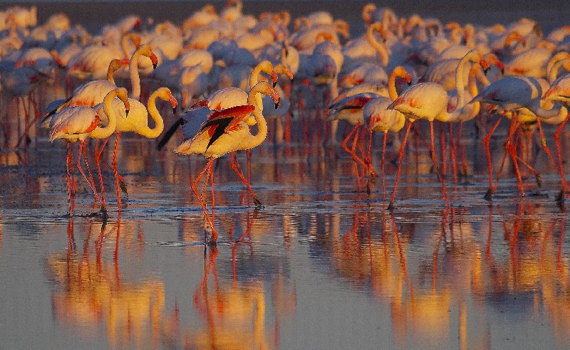 flamencos