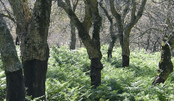 alcornoques de sierra de luna-algeciras