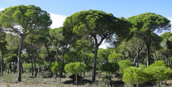 pinar de monte algaida-sanlucar