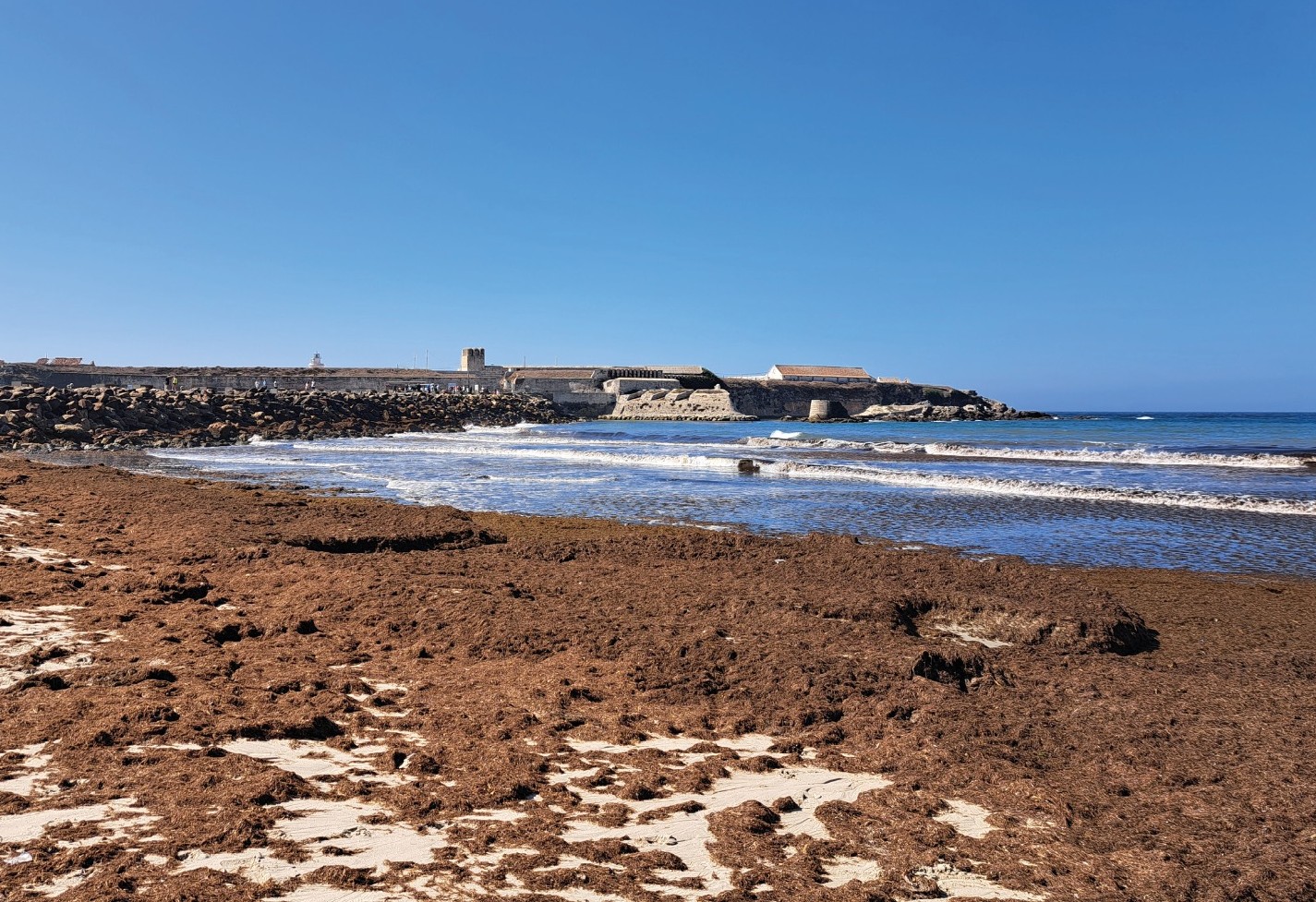 alga invasora (2)