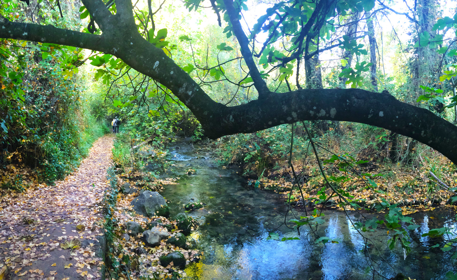 Ok Sendero El Bosque